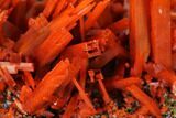 Bright Orange Crocoite Crystal Cluster - Tasmania #148510-2